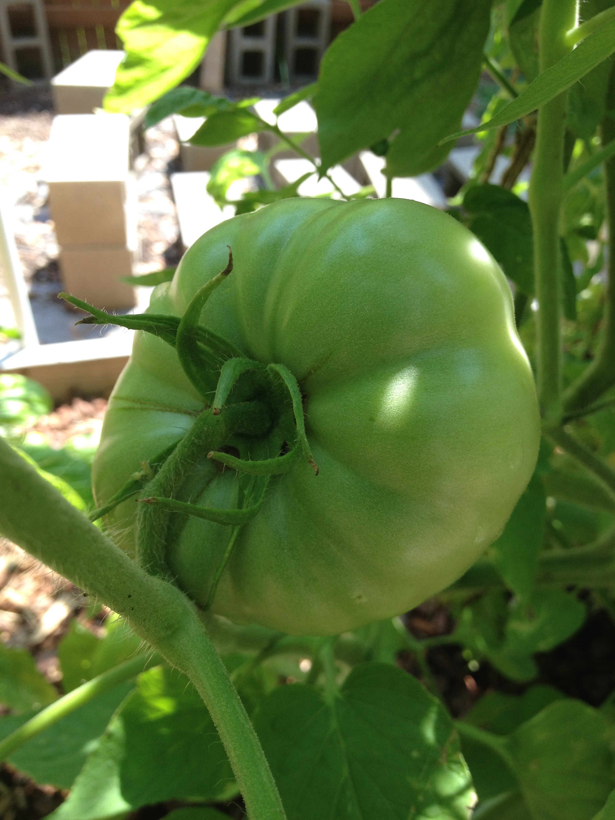 I guess we did get a couple tomatoes!