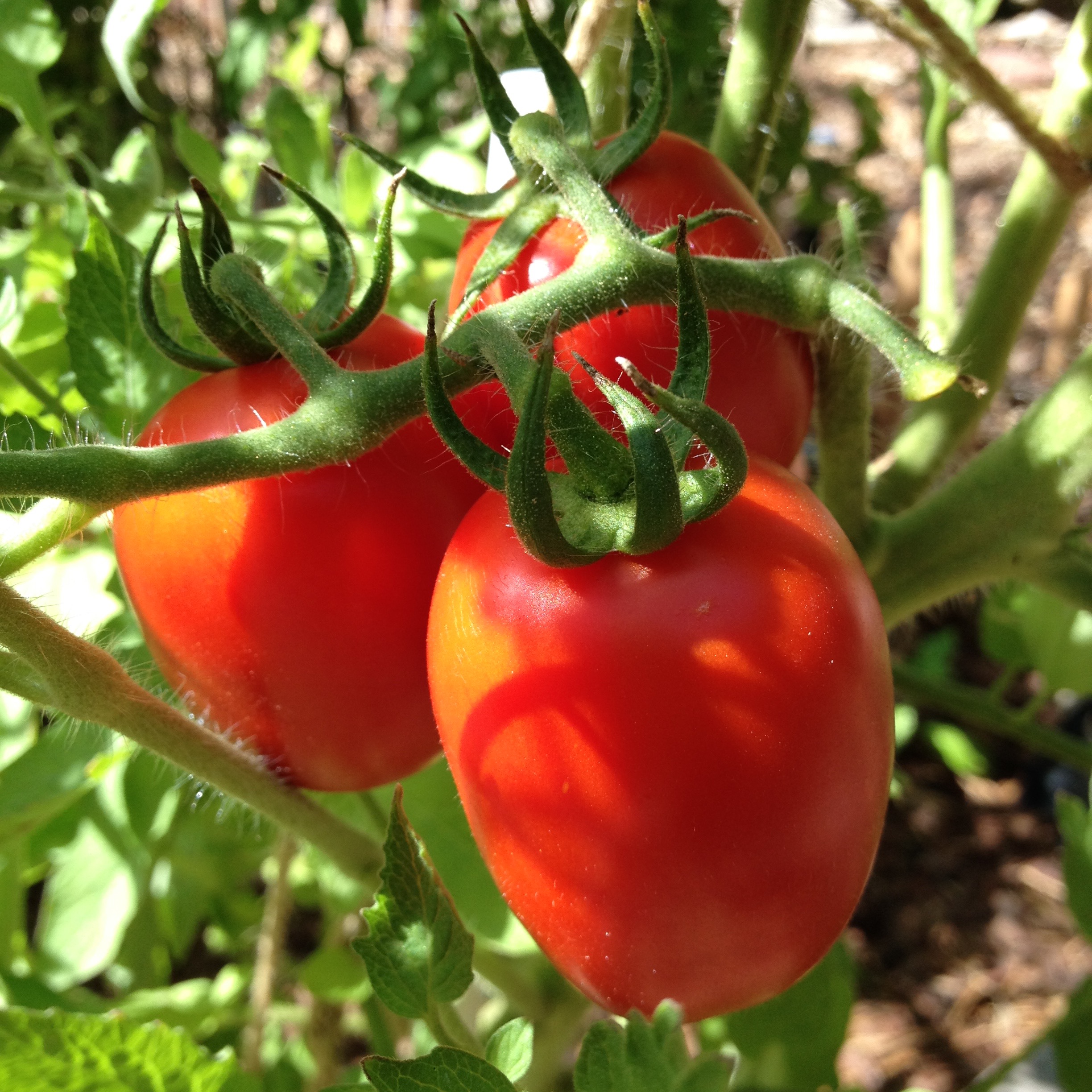 Romas