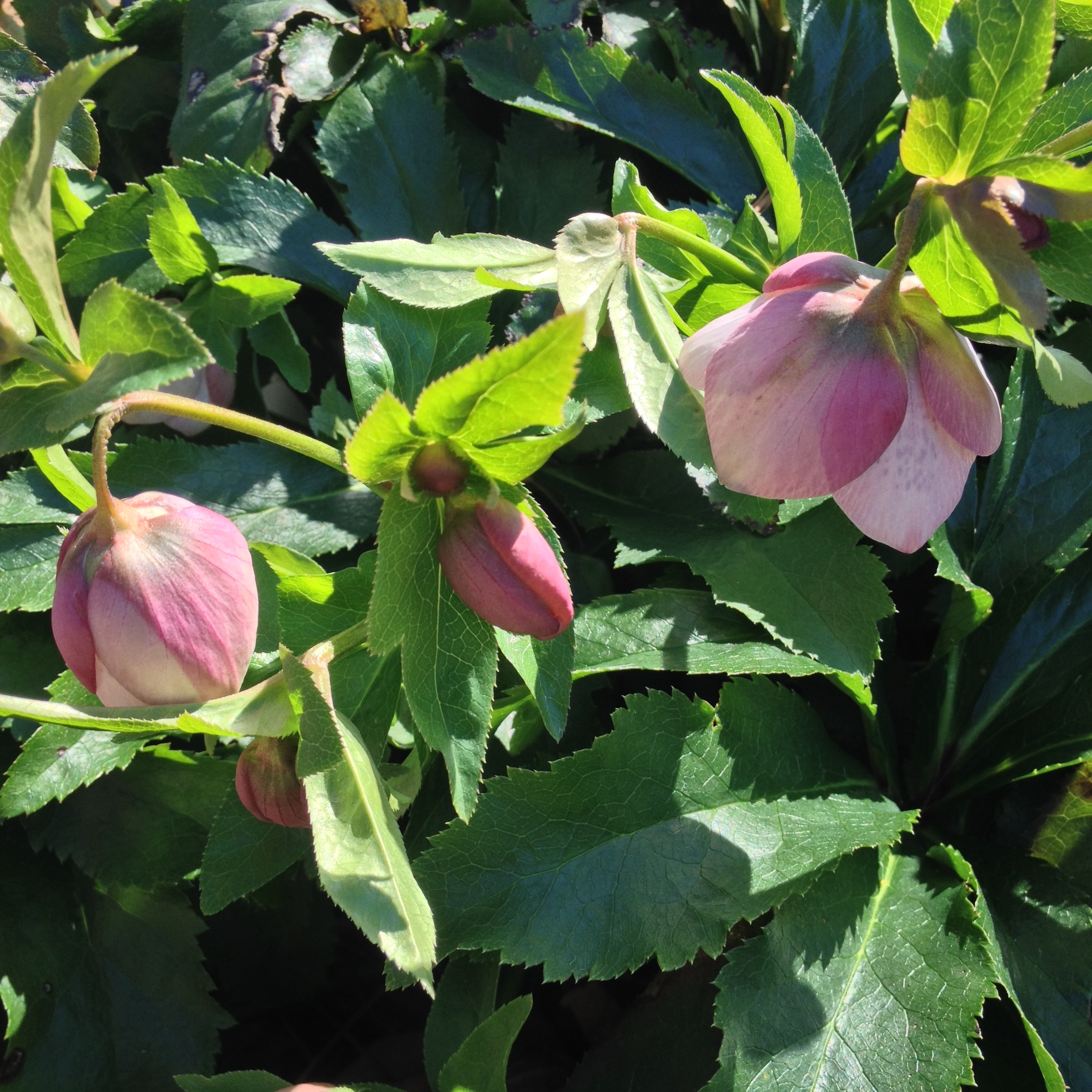 Beautiful Lenten Rose in bloom in the Virginia Tidewater, March 2017. Thanks to my mother, a talented Master Gardener, for helping me identify this lovely flower.