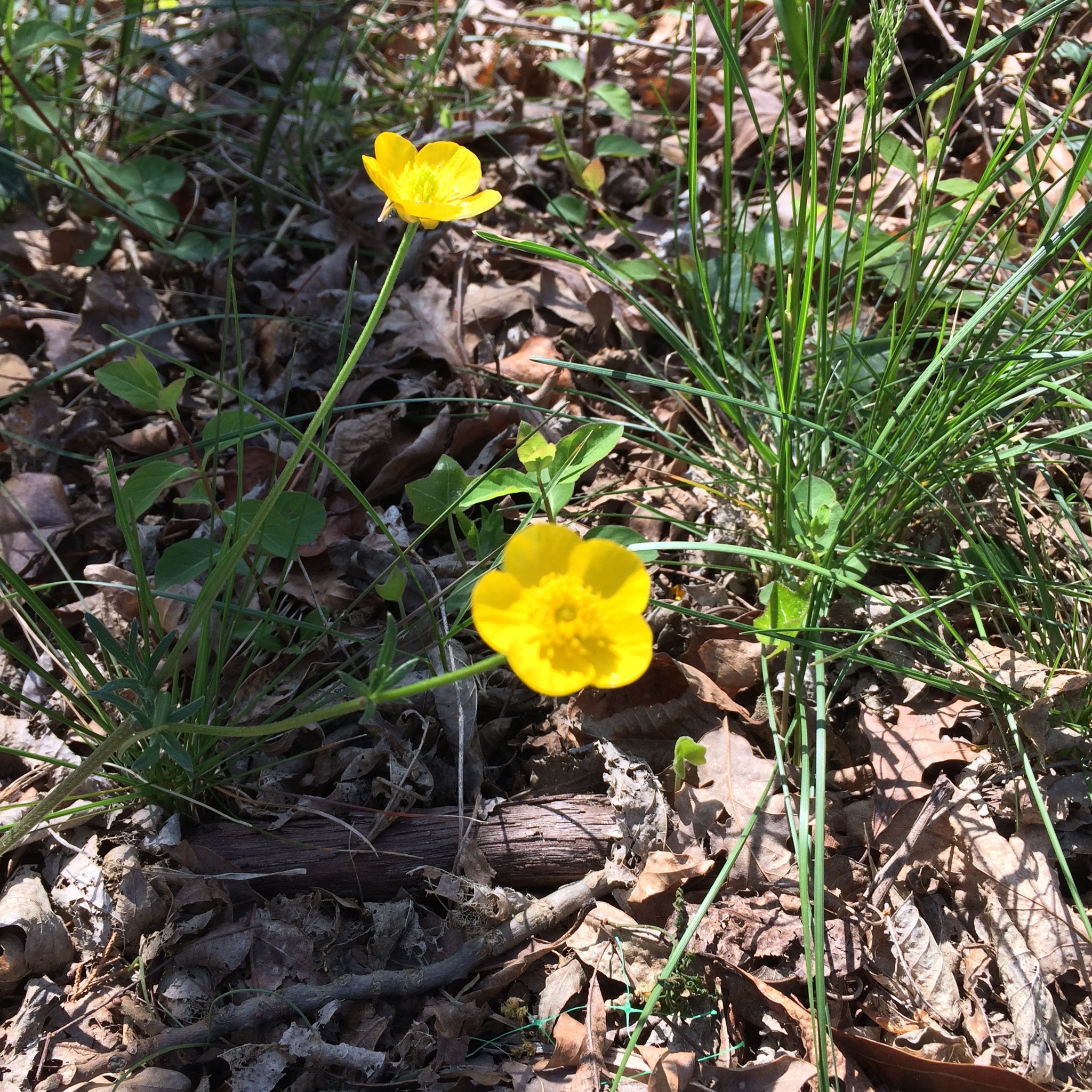 Signs of spring: buttercups blooming in the Virginia Tidewater