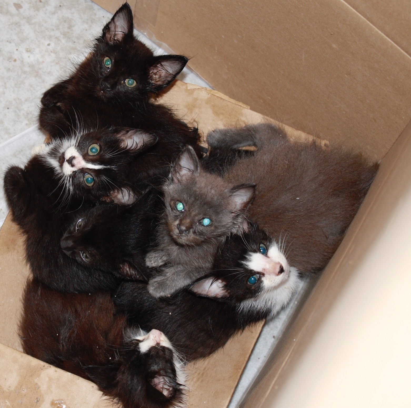 Zombie kittens...aren't they horrifying?