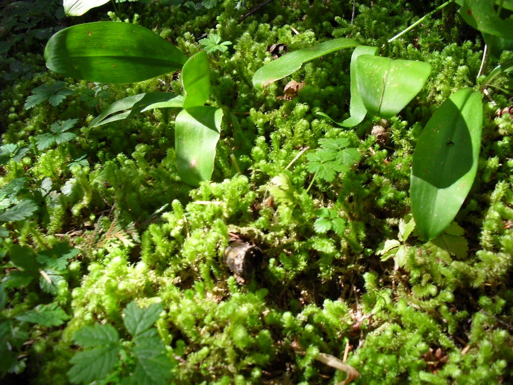 Mossy Glossary.JPG