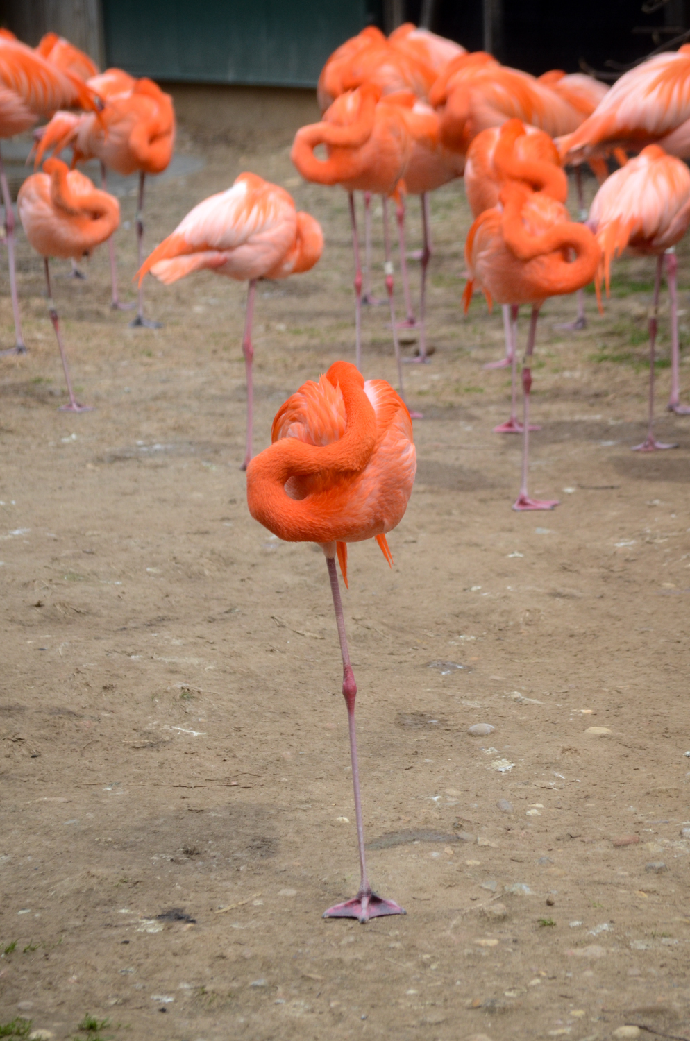 DSC_2646.jpg