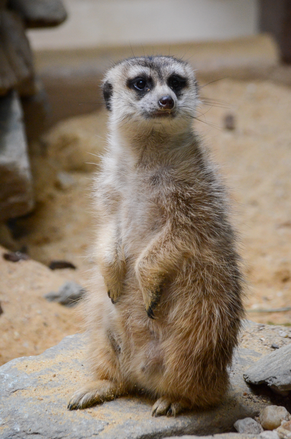 DSC_2754.jpg