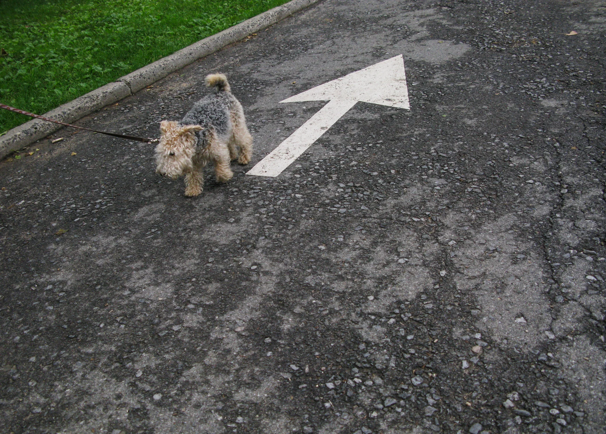 Doggy.jpg