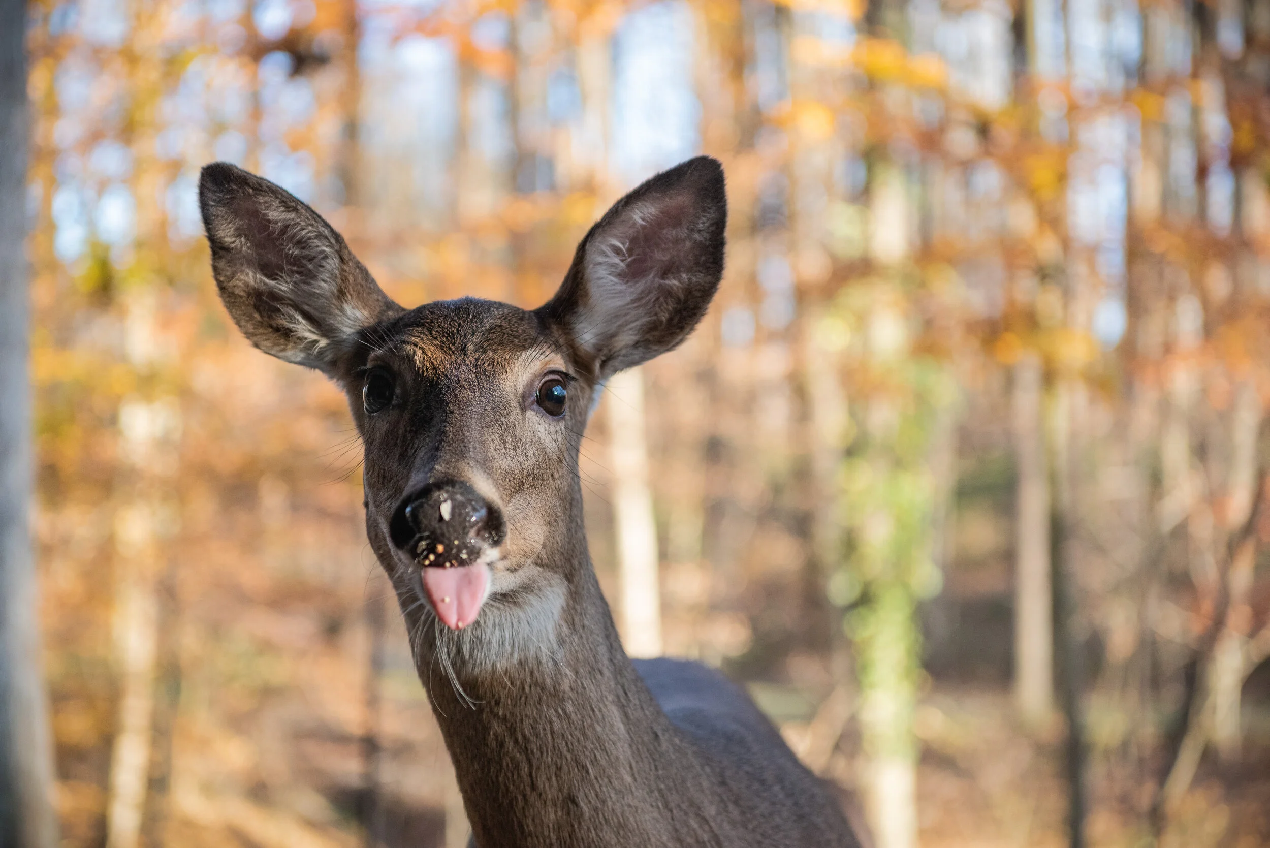 dylan singleton-2.jpg