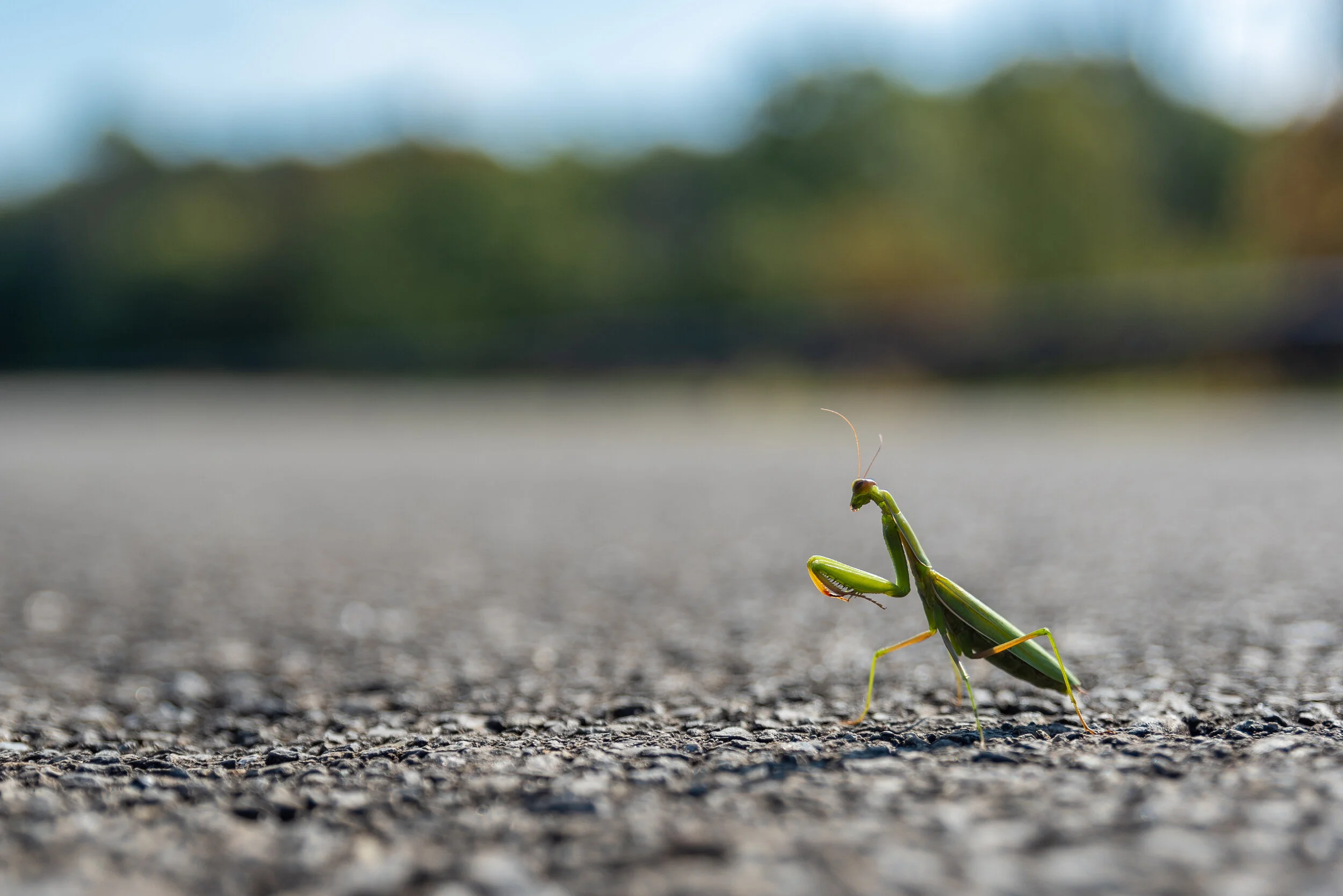 dylan singleton-11.jpg