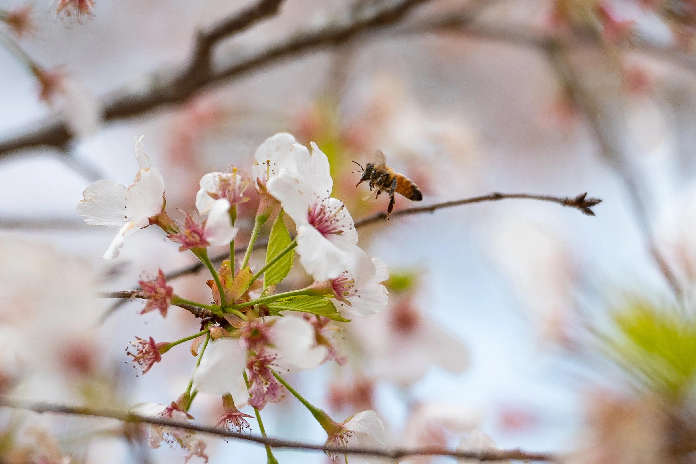 dylan singleton-1.jpg