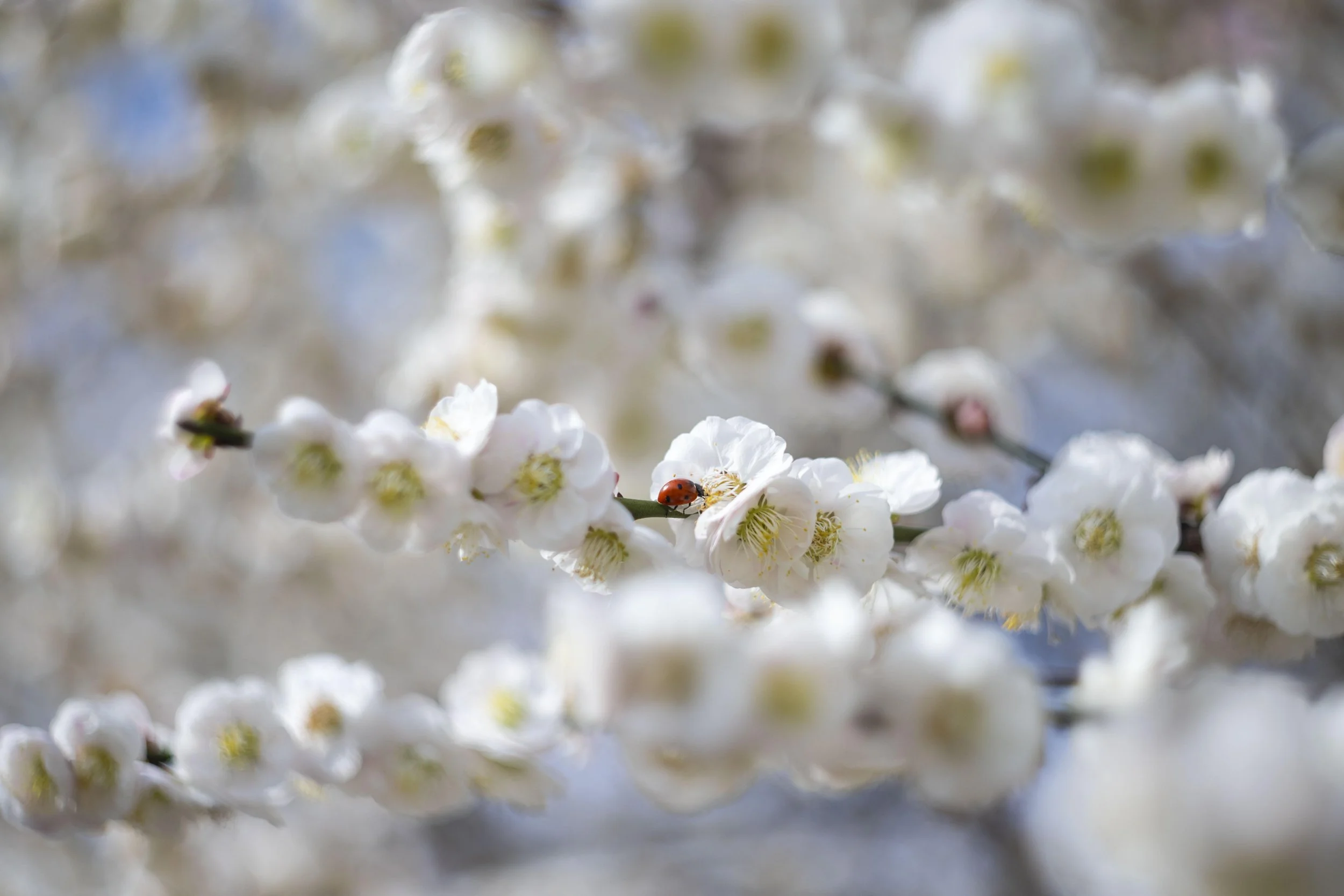 CherryBlossoms_03202025_DS_0195.jpg