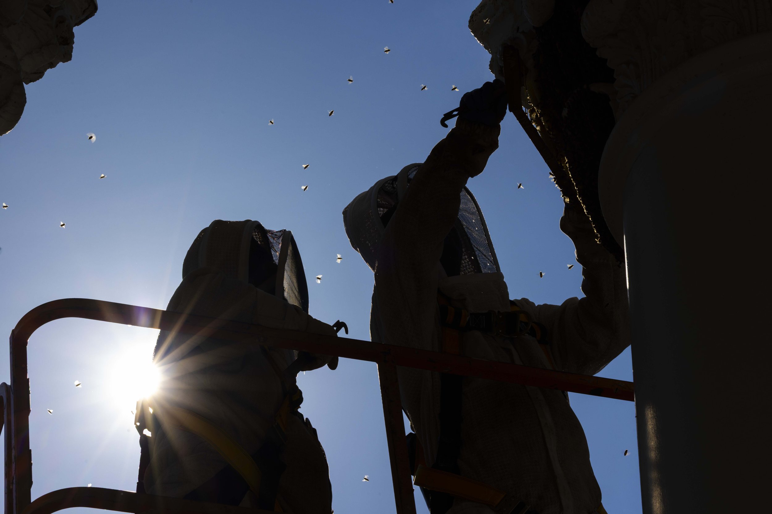 BeeRelocation_FM_06262025_DS_2390.jpg