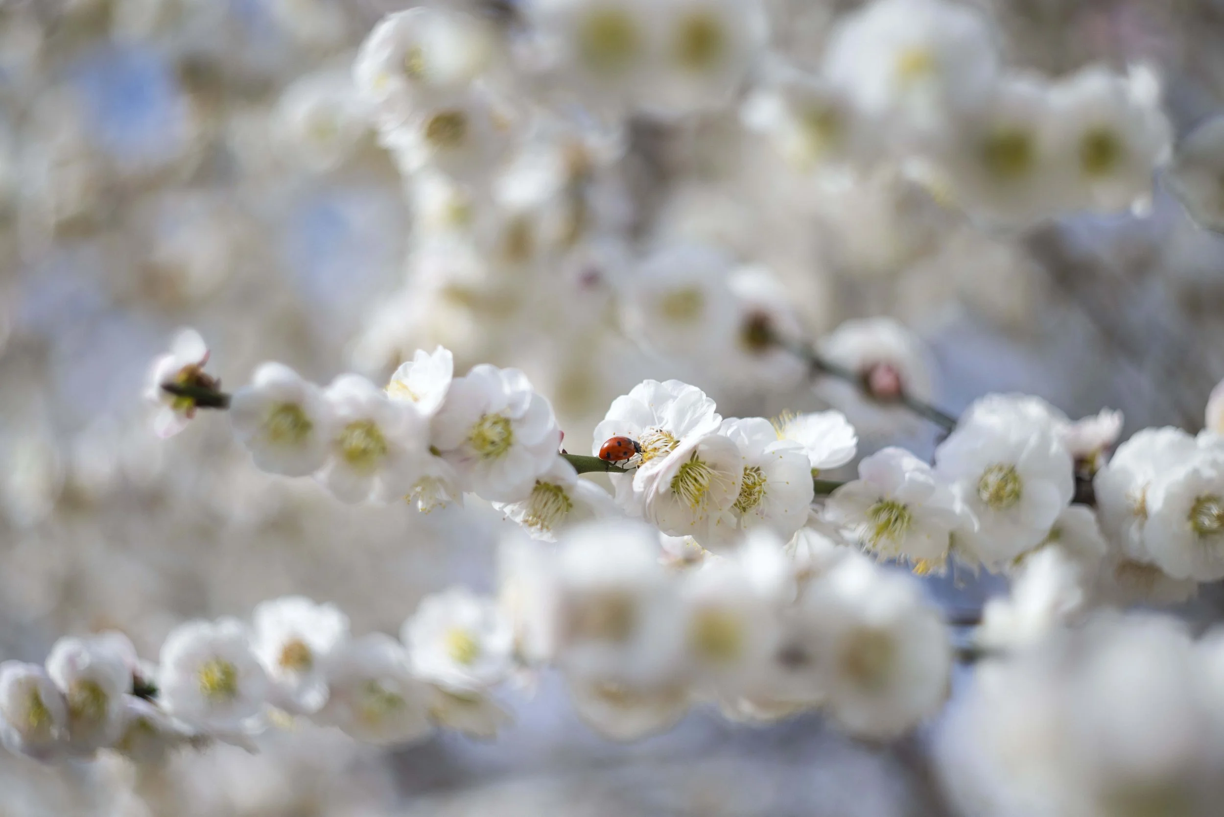 CherryBlossoms_03202025_DS_0195.jpg