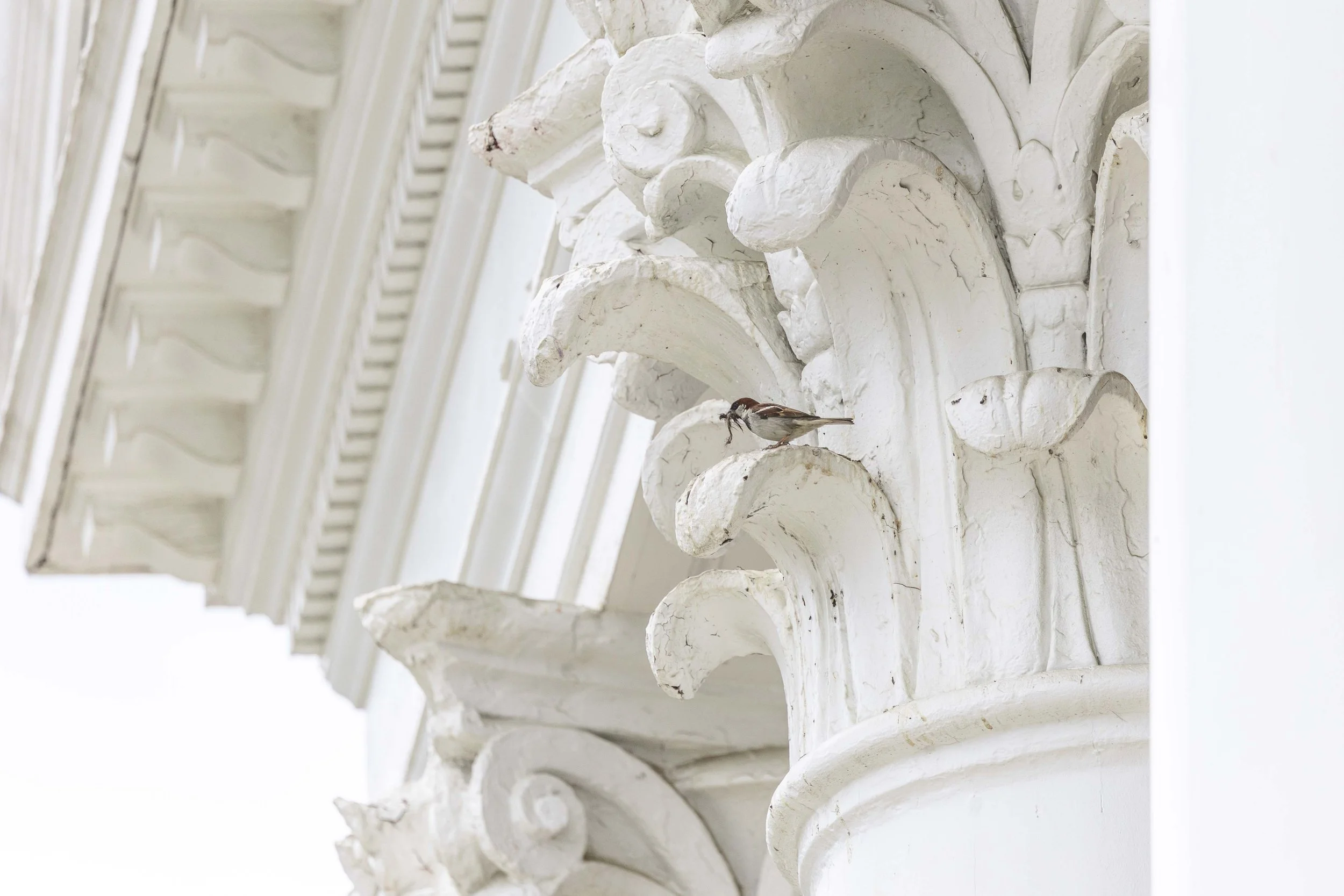 Columns_Sparrow_05142026_DS_6169.jpg
