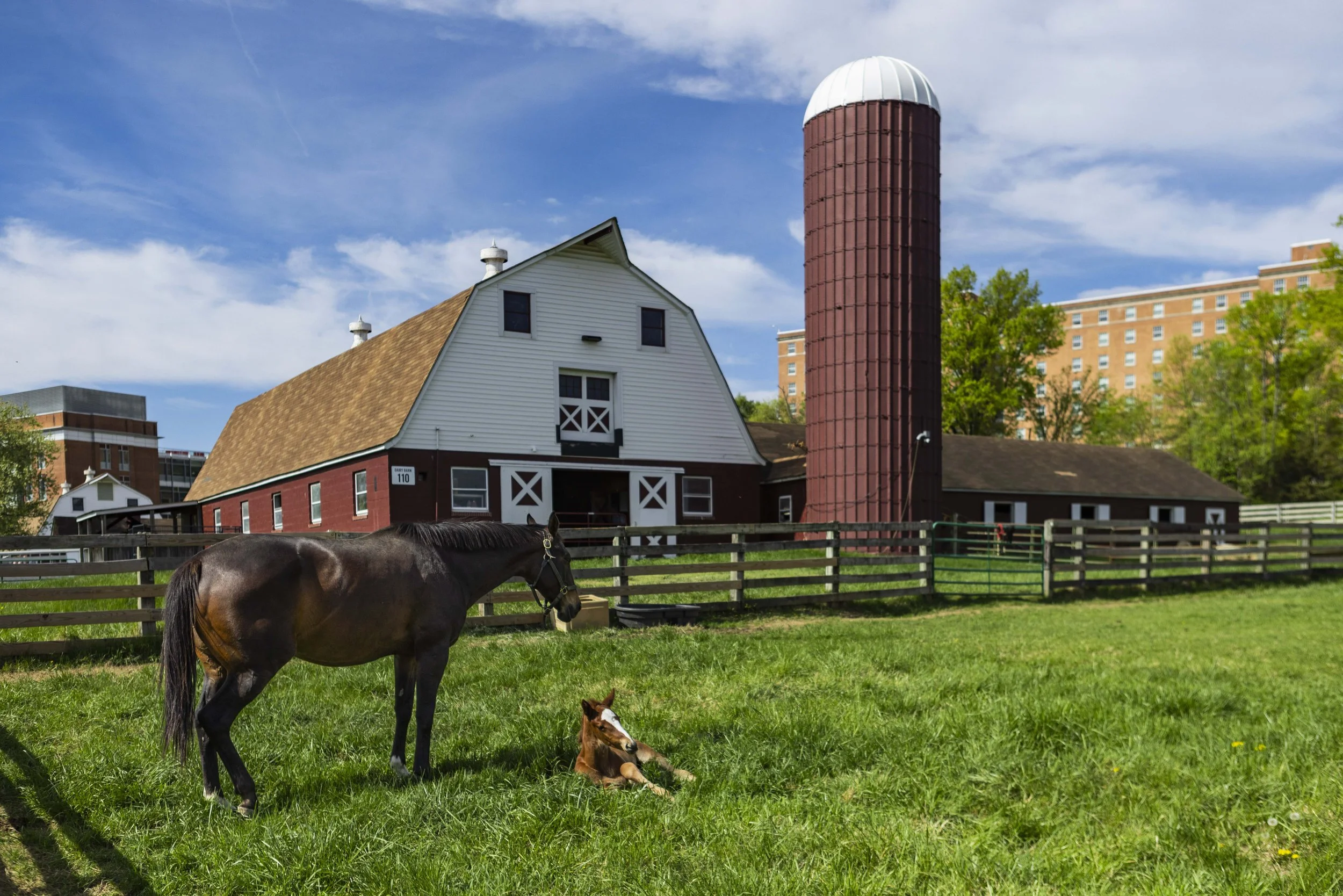 Foal_CampusFarm_04142026_DS_2066.jpg