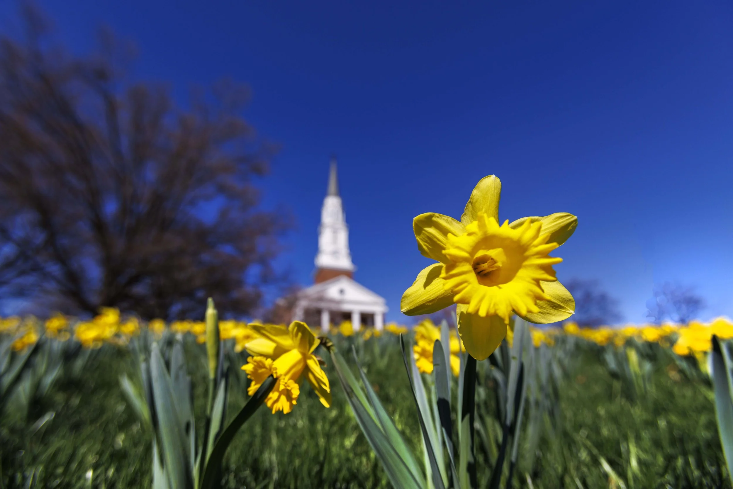 MemorialChapel_Daffodils_03272025_DS_7994_DAM.jpg