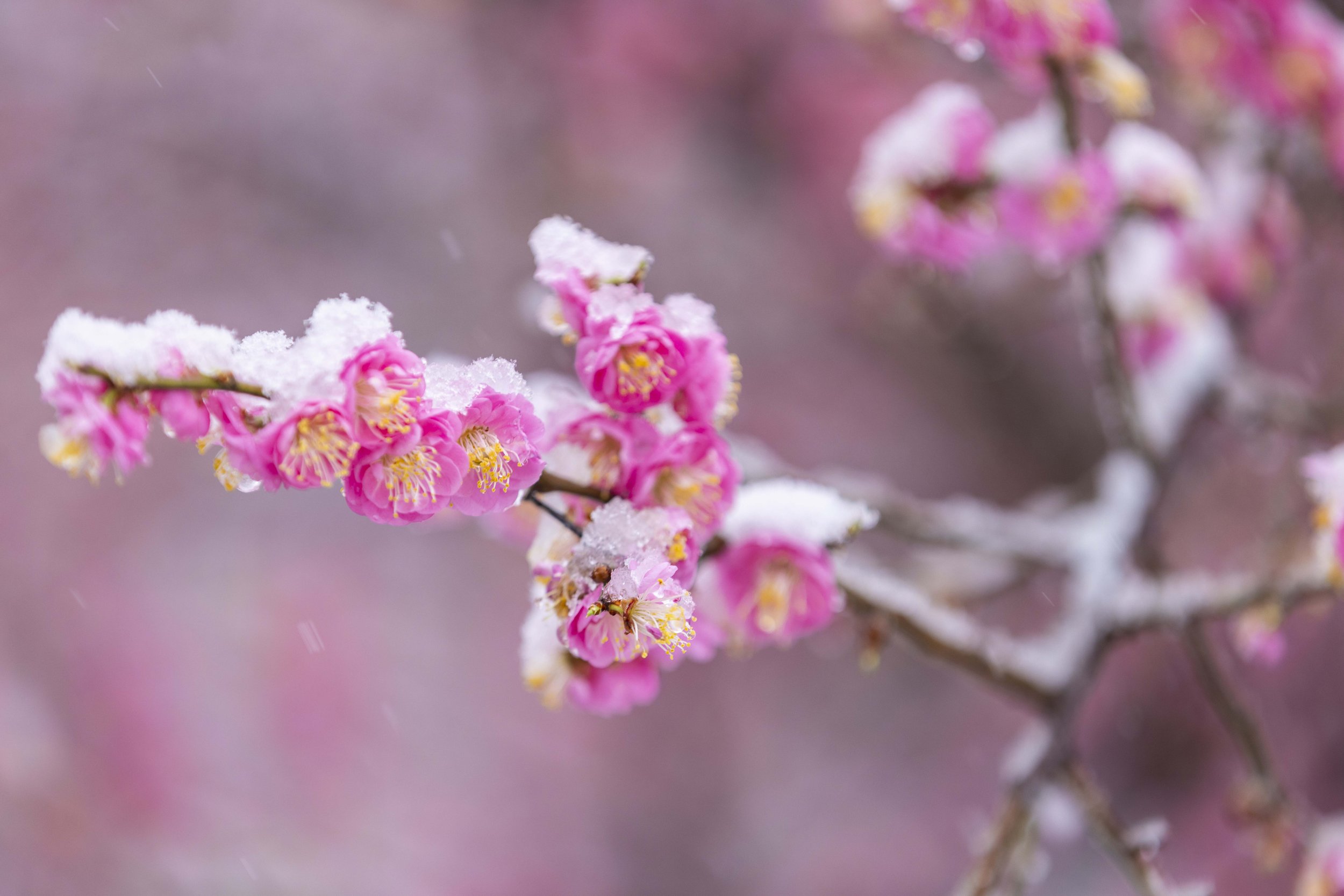PlumBlossoms_Snow_03122026_DS_6901.jpg
