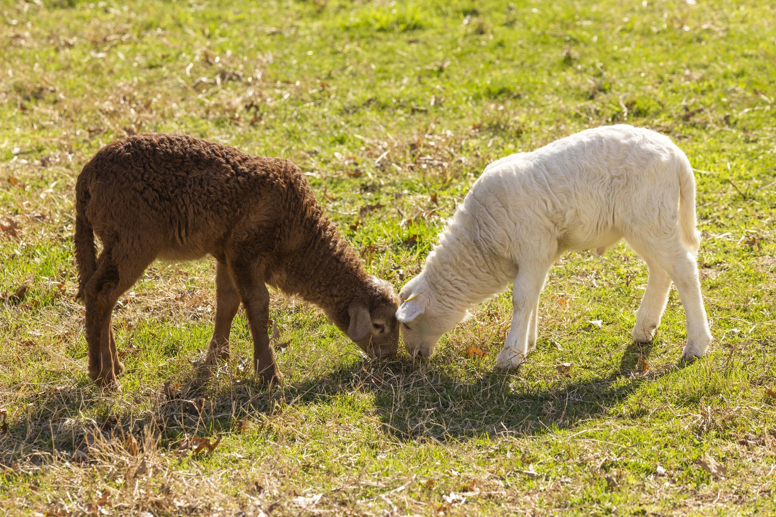 Sheep_CampusFarm_03192026_DS_8829.jpg