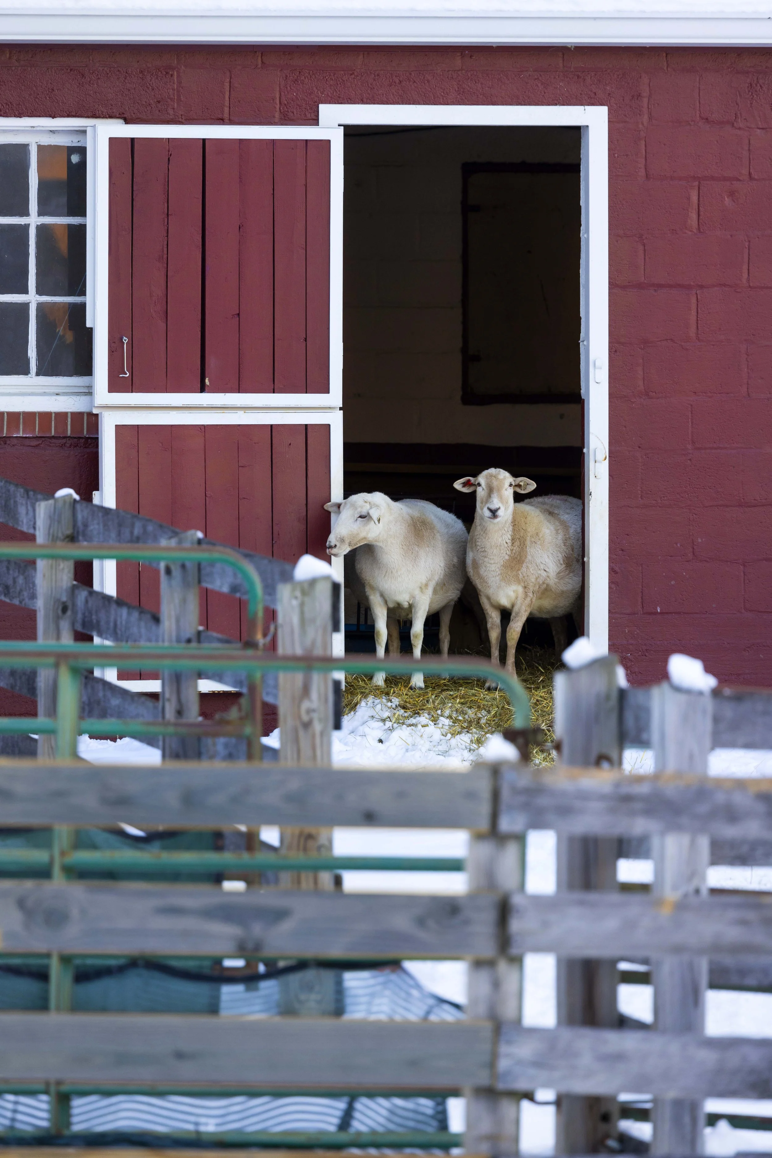 Sheep_CampusFarm_Snow_01072025_DS_2034_DAM.jpg