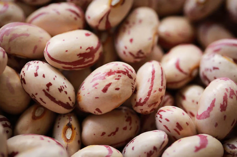 Cranberry Beans