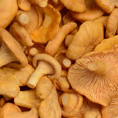 Chanterelle Mushrooms