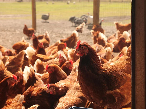 lm chickens.jpg