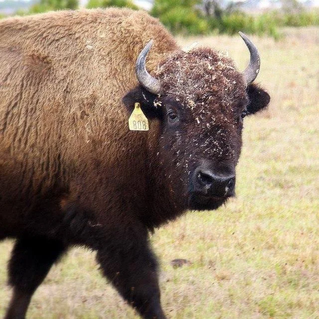 3s bison.jpg