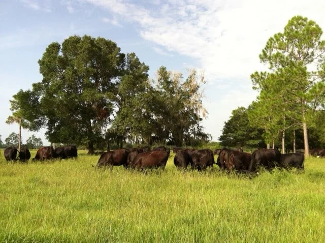 tl cows.jpg