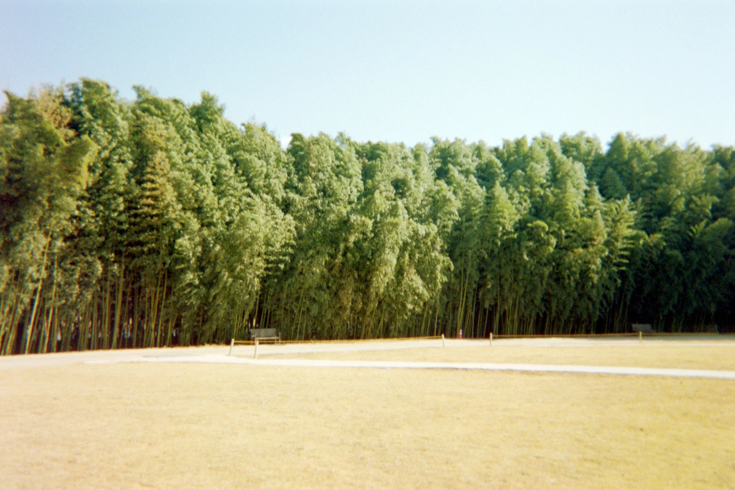 bamboo forest.jpg