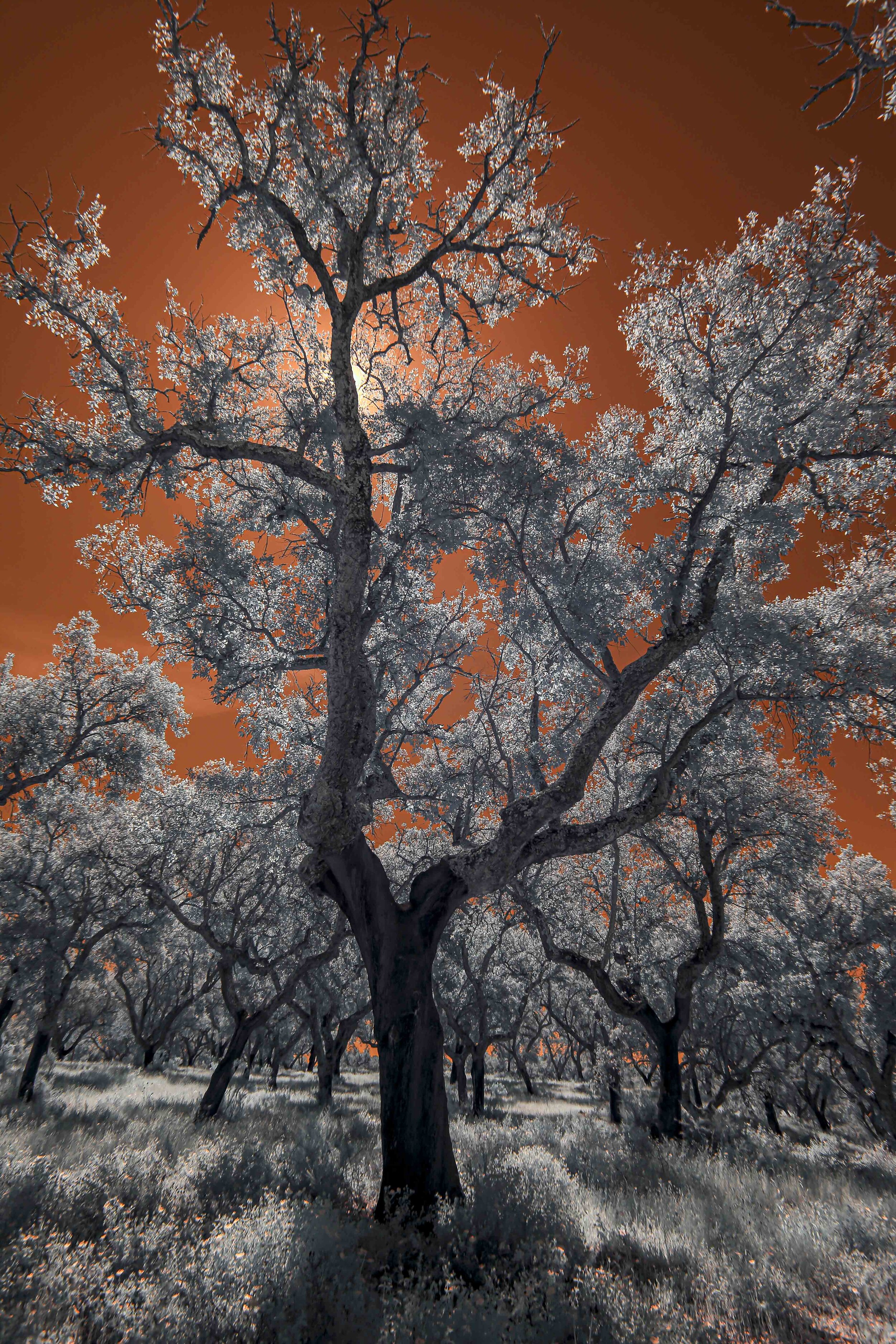 %22Celestial Roots...%22 Original DPP64.jpg