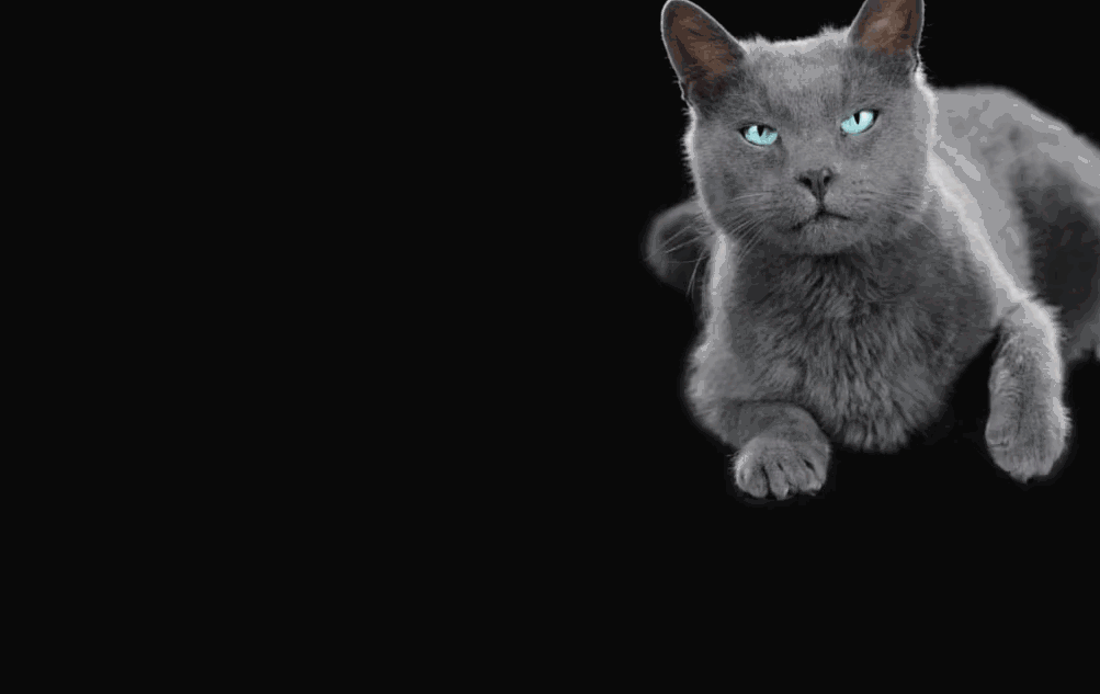 ShebaCatGif.gif