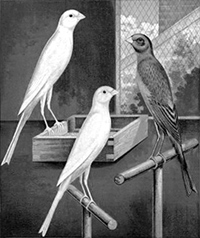 Yorkshire Canaries illustration ^ from Cassell's Canaries and Cage Birds c.1880