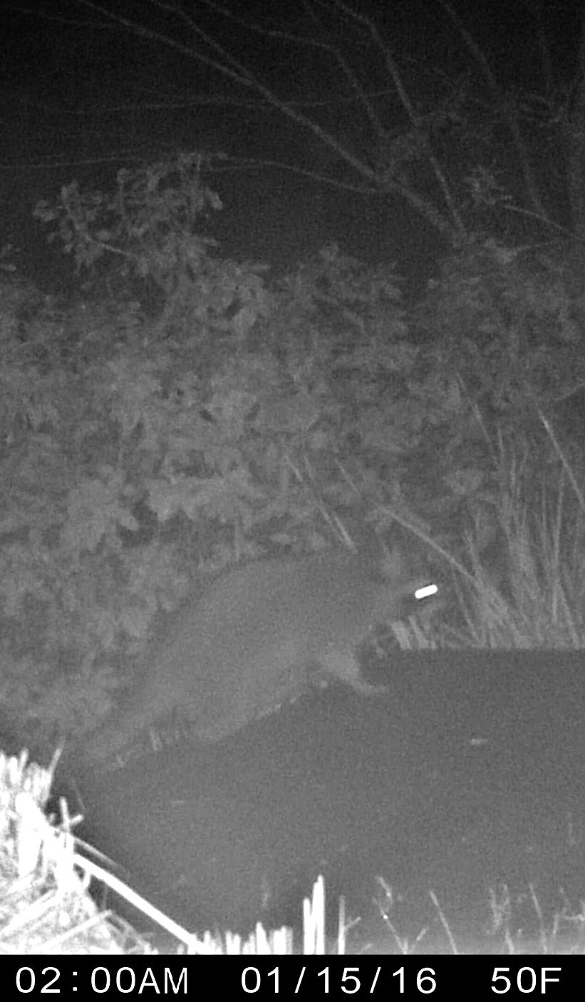 BIG raccoon...