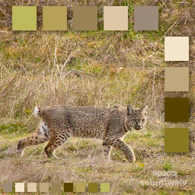 CP - Tawny Bobcat.jpg