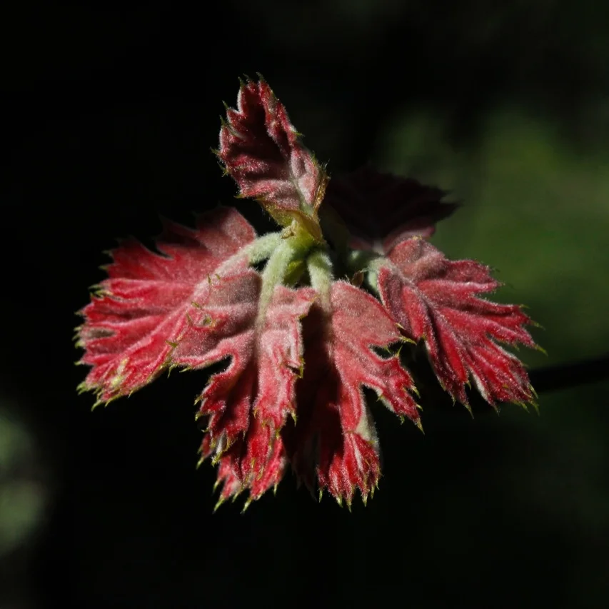 The Elements of Spring