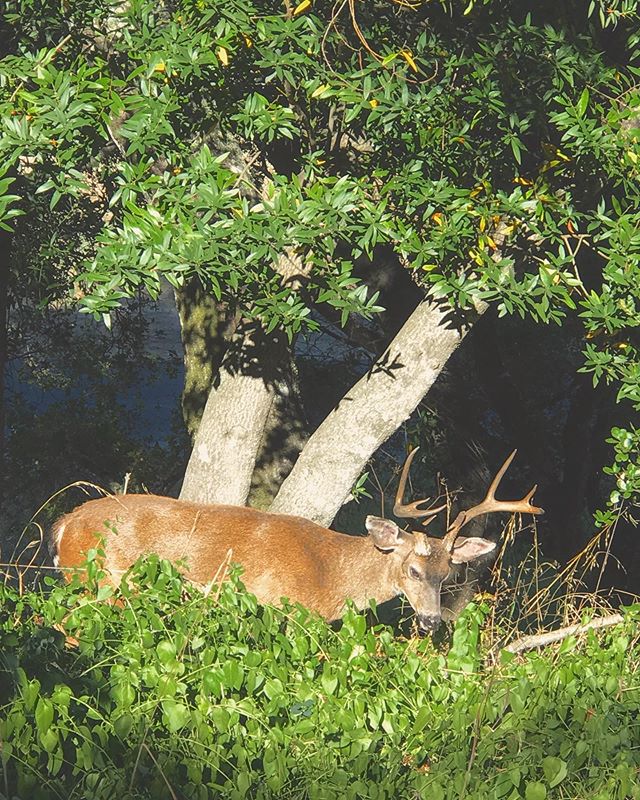 Weekends with the neighbors.. This is our resident stud buck with a total of 8 points (I’m assuming you count the two close to the base of the antler). I’ve decided I’m gonna name him Fabio (PreRollercoaster😂) as he has quite a way with the ladies in our valley. He definitely wasn’t phased by me as I approached up to ten feet away. I dare say the two twins we see frolicking in the backyard are most likely his... #buck #buckdeer #studmuffin #8point #backyardnature #deermedicine #handsomebuck #lovenature #inthebackyard #chillinwiththeneighbors #countrylife #countryliving #lovewhereyoulive #blessed #grateful #RobertCoury.com