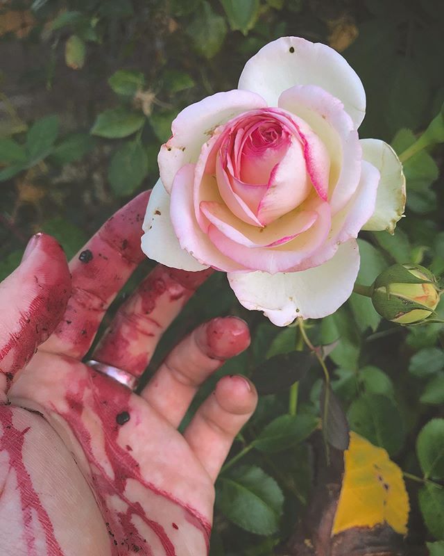 Album cover for my new hardcore metal/bluegrass fusion band : Blackberry Blood & Roses. 😜 #albumart #madeup #bandnames #berrystained #berryblood #redhanded #blackberrybloodandroses #rose #pinkrose #inthegarden #berryfingers #lovegardening #harvest #summervibes #summerharvest #bounty #lovenature #inmyhand #softfocus #neverstopexploring #naturesbeauty #naturesbounty #blessed #grateful #RobertCoury.com
