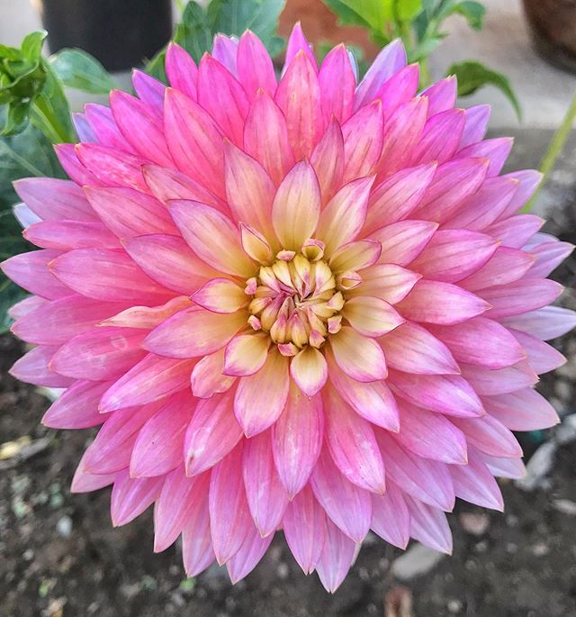 The amount of love and gratitude I felt reading all your congratulations and well wishes on my post about our “wedding one month countdown” was overwhelming and humbling to say the least! ❤️🥰❤️ Our garden produced the most PERFECT, amazingly geometric dahlia this summer and I would like to offer it to you, gentle friend, as a token of my Thanks & Love. Thank you for seeing us, for supporting us, and most of all, for Loving Love. Each one of you is truly amazing. Bless You. ✨🙏✨ #ThankYou #aflowerforyou #loveislove #blessed #grateful #RobertCoury.com