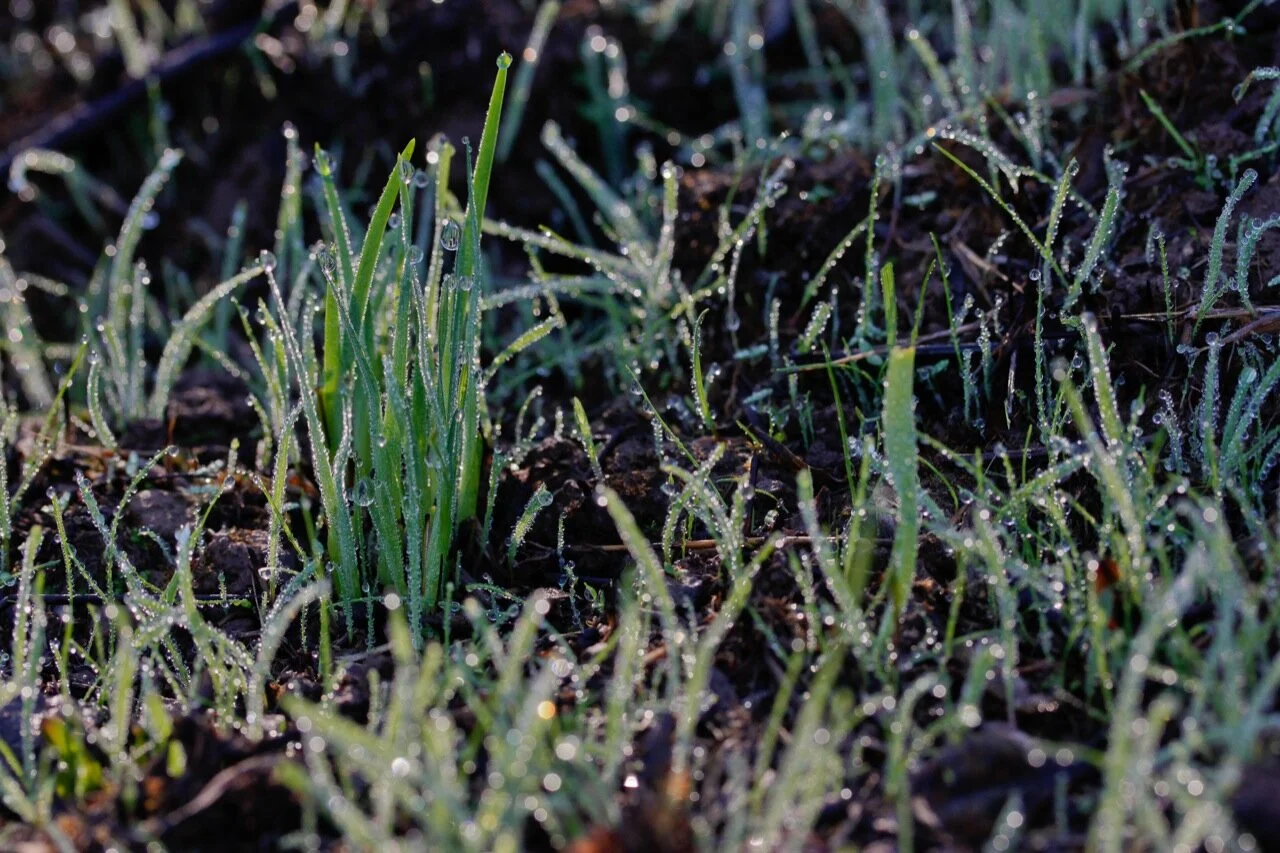 The Texture Of Grass