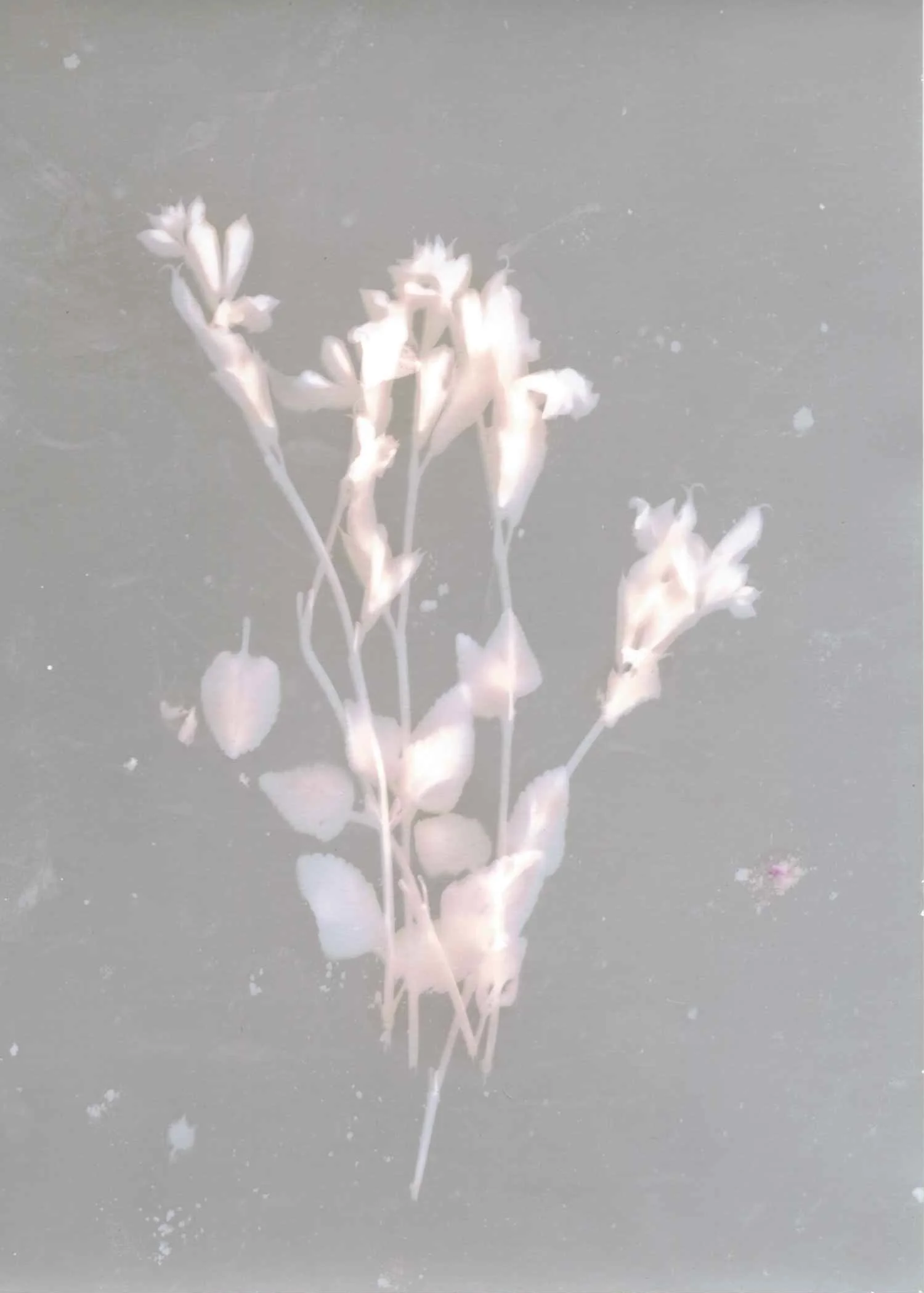flora i