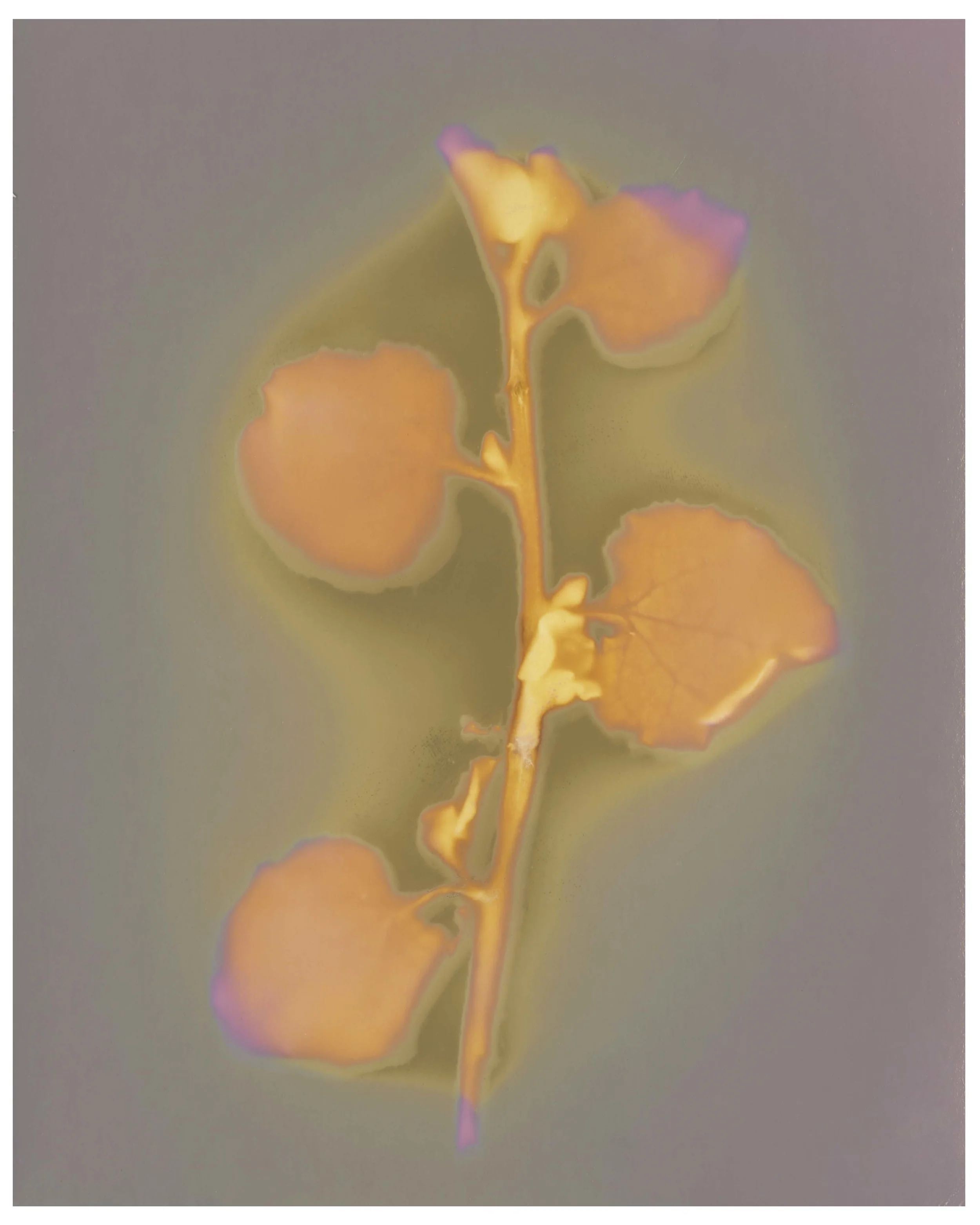 ameliaPLANTSCANNED2photoshop.jpg