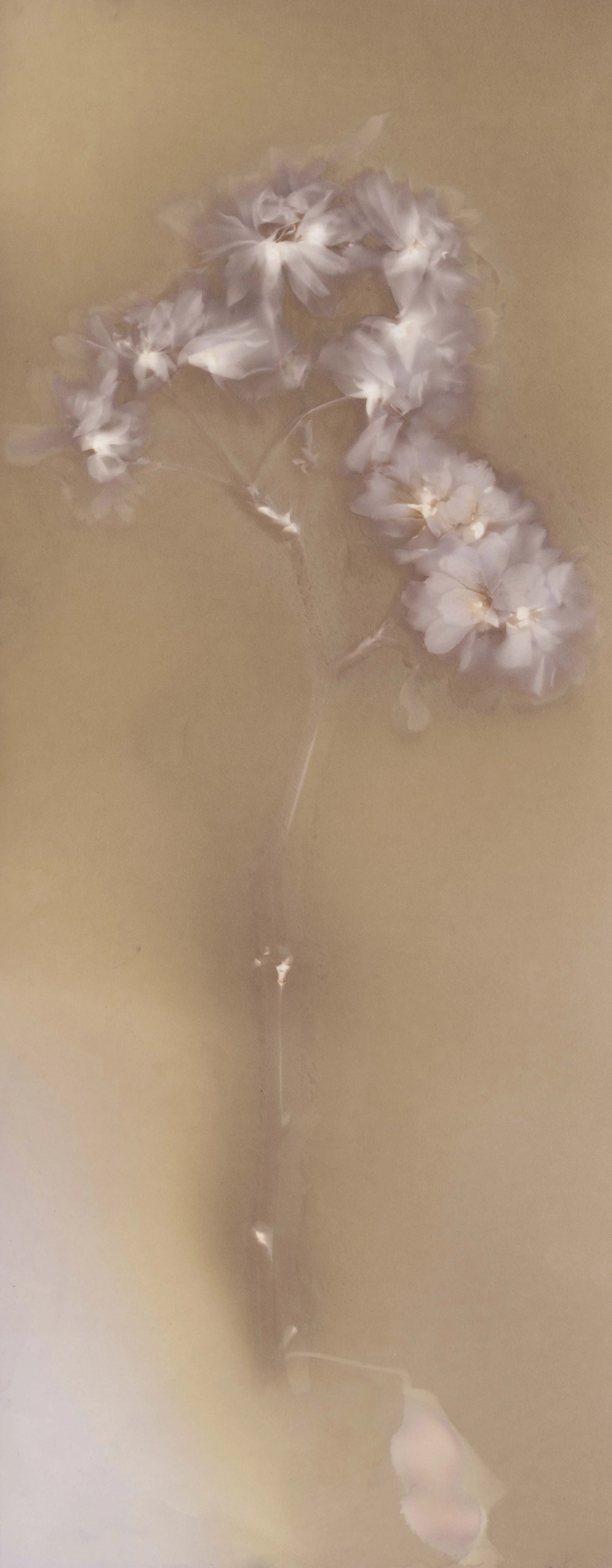 xrayflower.jpg