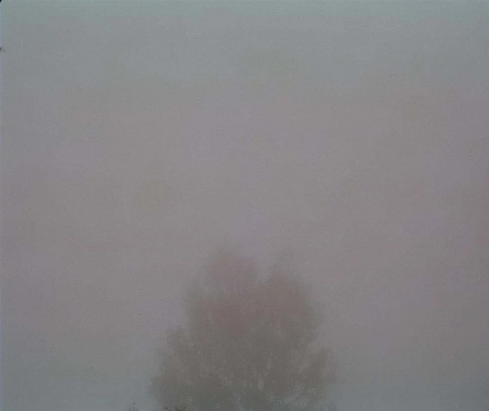 7amfogtree.jpg