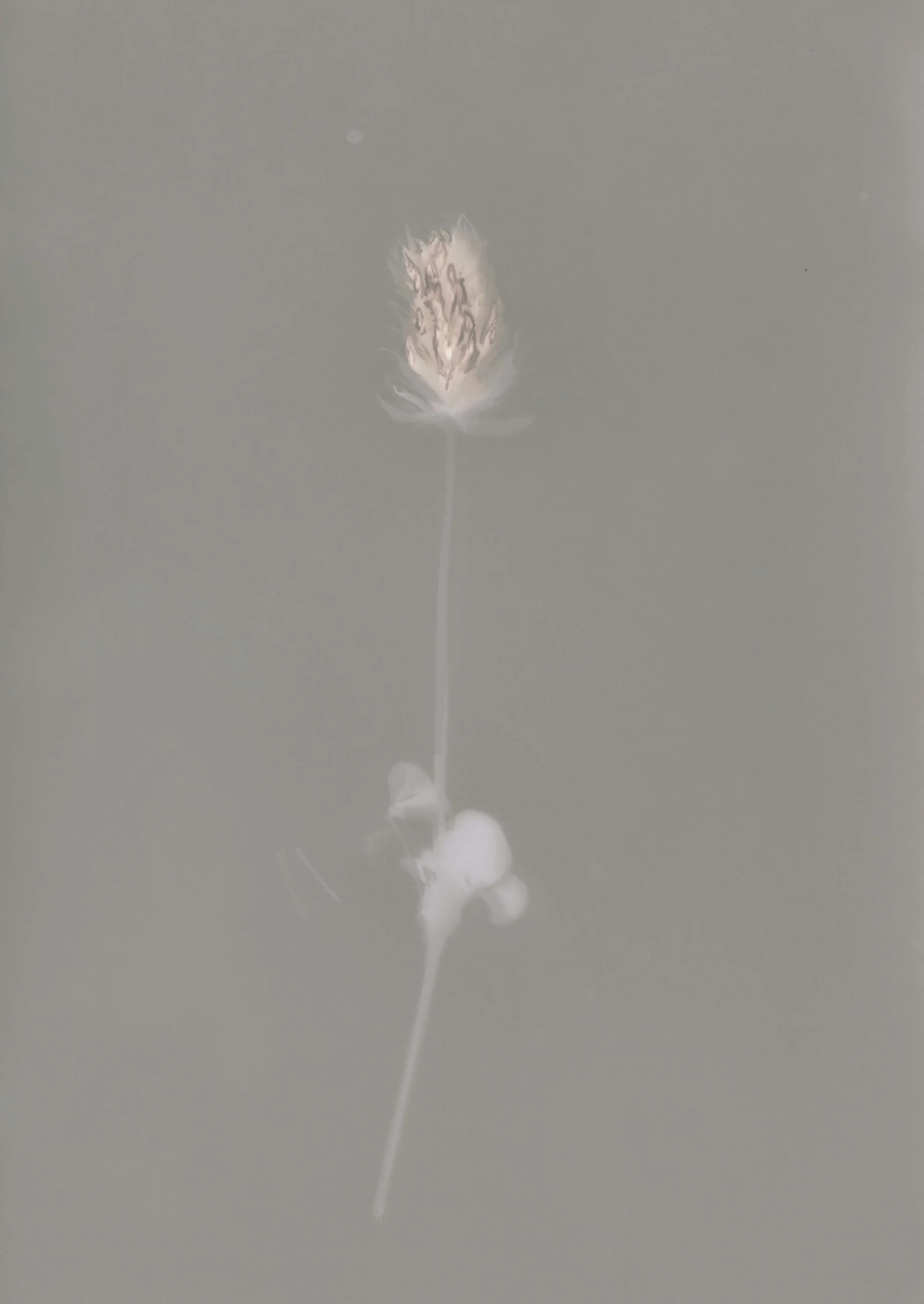 thistlephotoshopGREY.jpg