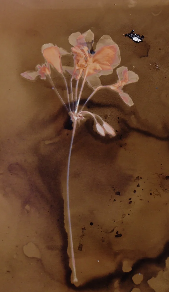 Amelia's Prints13420.jpg