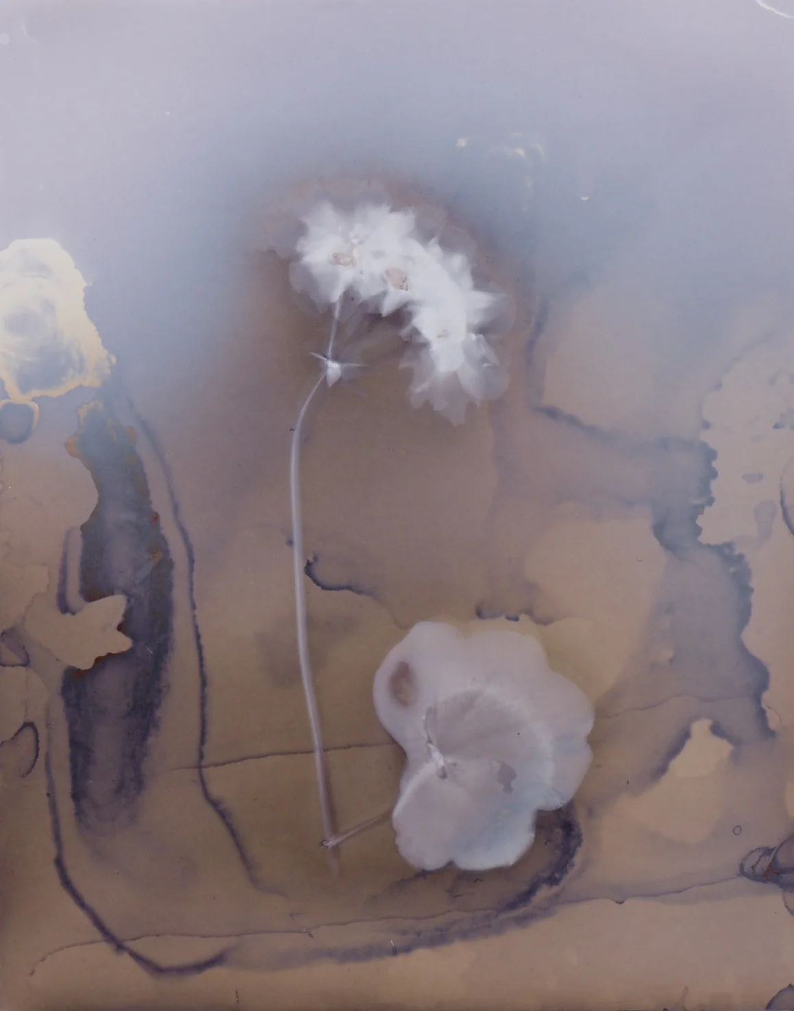 Amelia's Prints13416.jpg