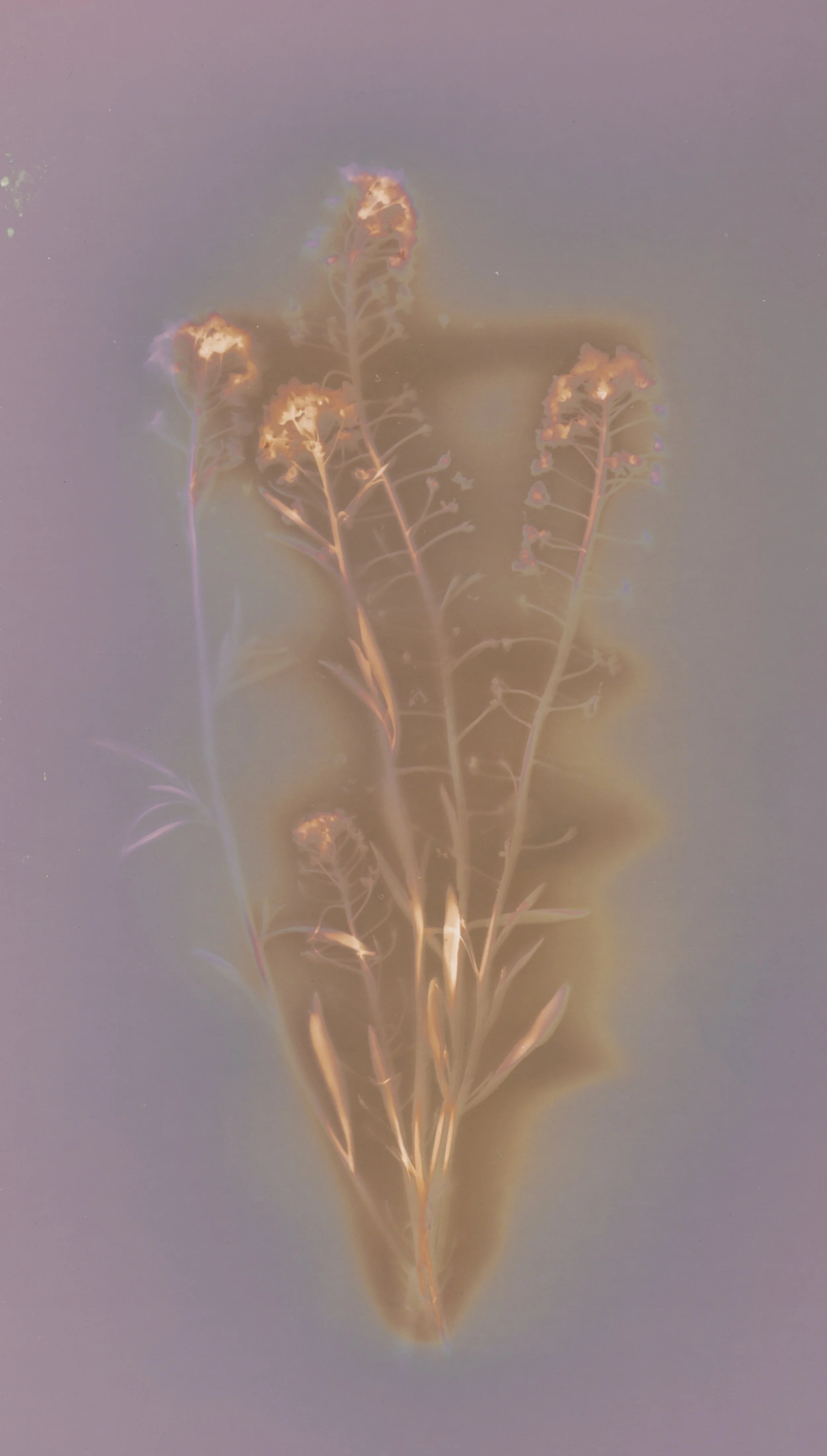 AmeliaRynkowska_FINAL JPEG_600PPIcroppedscan2WEEDS.jpg
