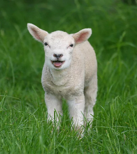 Grass; all it takes to make a Lamb happy.