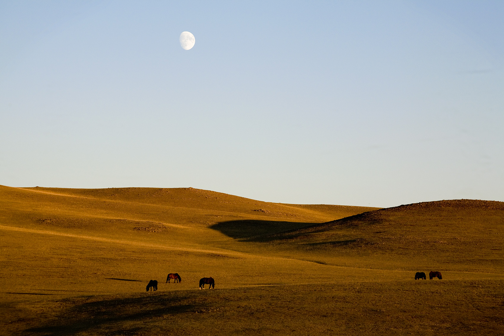 Nomad Camp, Mongolia