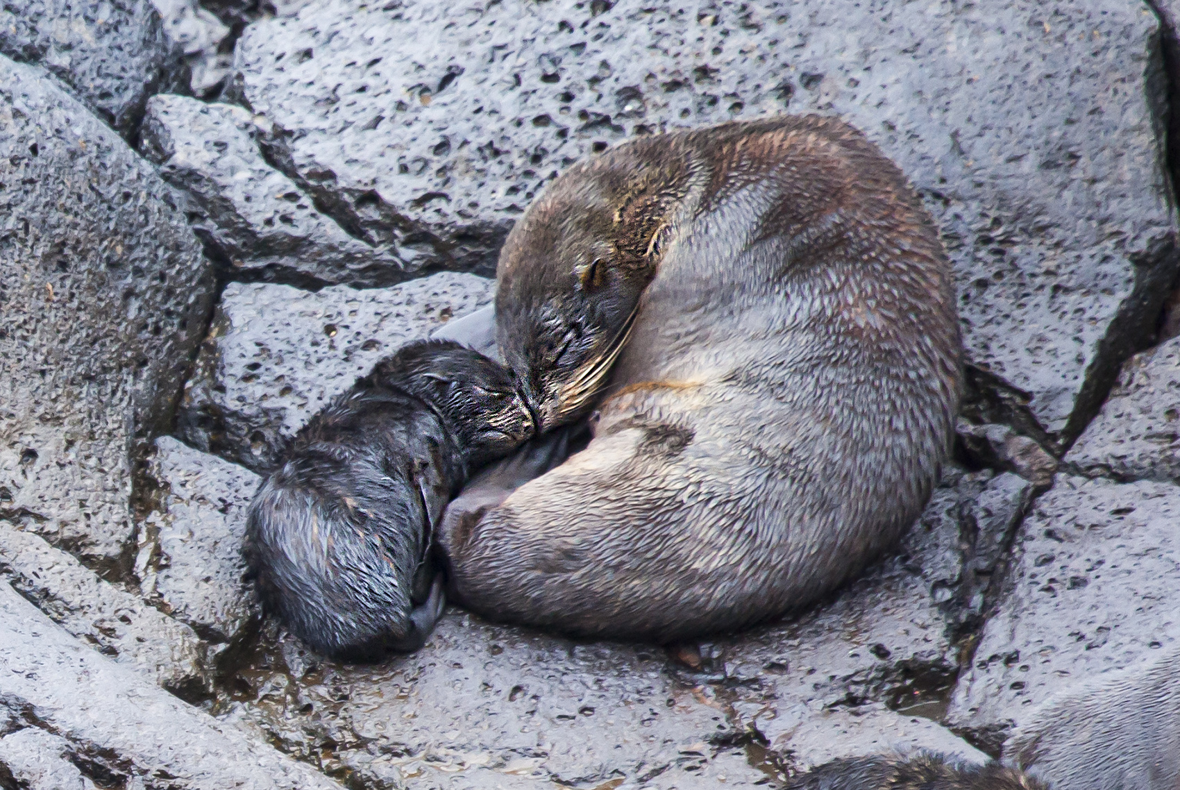 Newborn fur seal pup