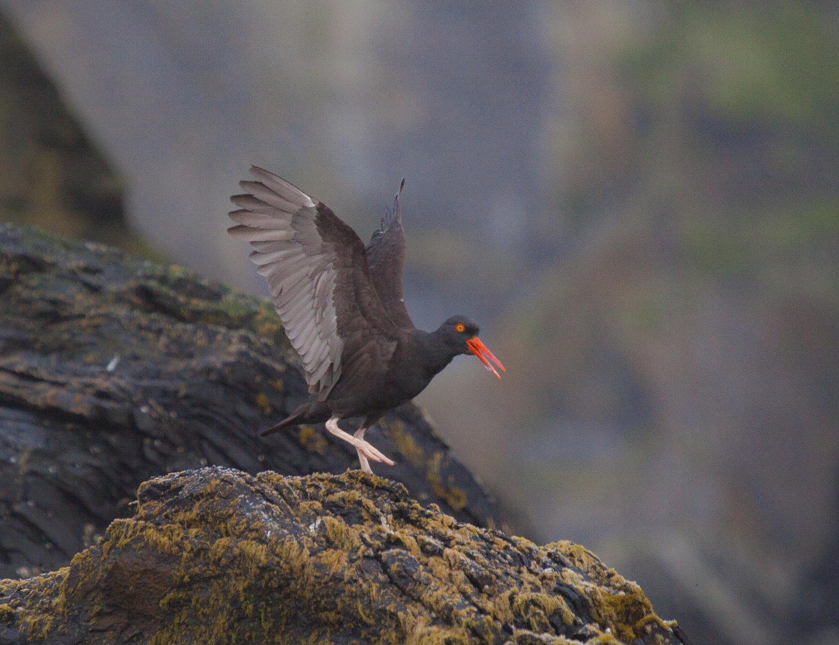 Oystercatcher, Geographic Bay