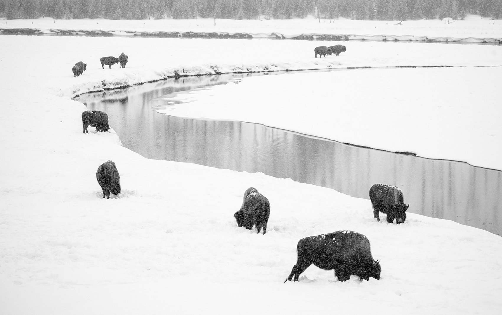 Snowing on bison